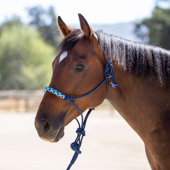 Clinician rope halter in navy and aqua on bay horse.