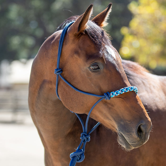 Navy and aqua clinician rope halter on bay horse.