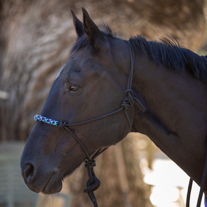 Black, aqua and purple clinician rope halter on black horse.