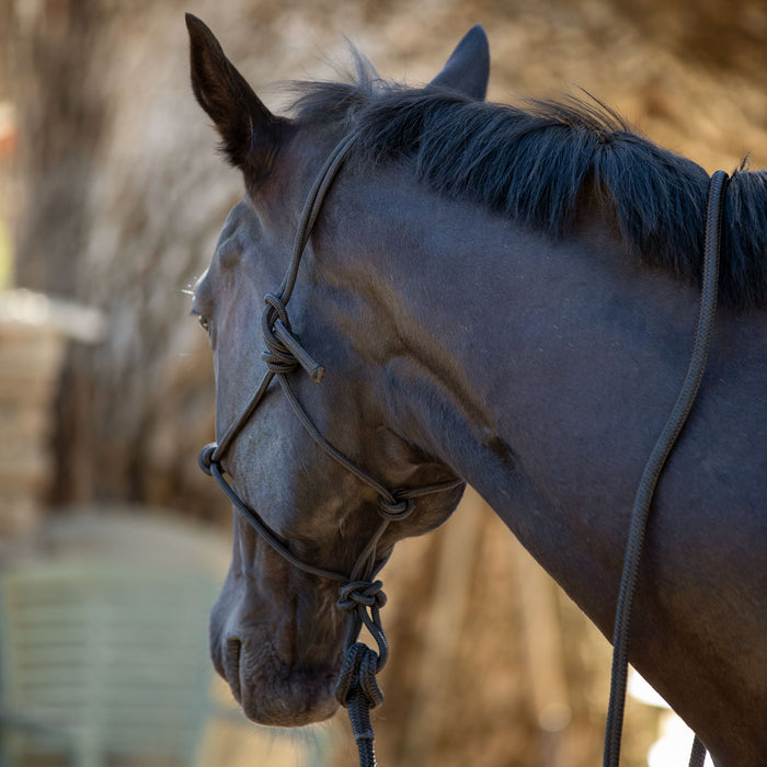 Clinician rope halter side knot.