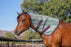 73% UV Horse Protective Neck Cover