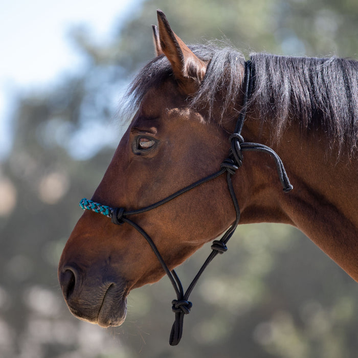 Black and turquoise clinician rope halter on bay horse.