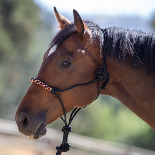 Black and burgundy clinician rope halter on bay horse.